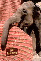 Elephant resting Agra India